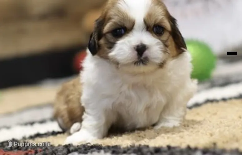 Muffin – Shih Tzu puppy for sale in Queens, NY