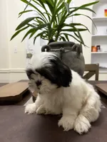 Blake, a male Shih Tzu for sale in Queens, NY – 2 of 5