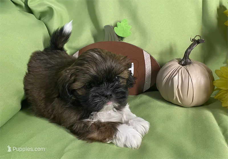 Oliver – Shih Tzu puppy for sale in Queens, NY