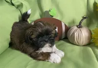 Oliver, a male Shih Tzu for sale in Queens, NY – 1 of 1