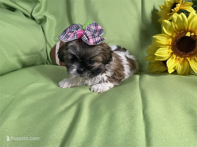 Sofie – Shih Tzu puppy for sale in Queens, NY