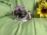 Sofie, a female Shih Tzu for sale in Queens, NY – 1 of 1