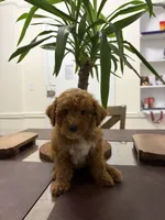 Billy, a male Poodle - Toy  for sale in Queens, NY – 3 of 4