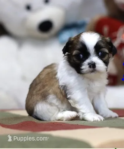 Blu – Shih Tzu puppy for sale in Queens, NY