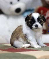 Blu, a male Shih Tzu for sale in Queens, NY – 1 of 1