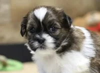 Jojo, a male Shih Tzu for sale in Queens, NY – 1 of 1
