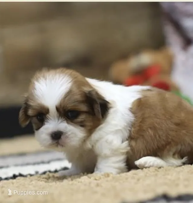 Cali – Shih Tzu puppy for sale in Queens, NY
