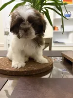 Vin Diesel, a male Shih Tzu for sale in Queens, NY – 2 of 3
