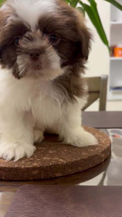 Vin Diesel, a male Shih Tzu for sale in Queens, NY – 3 of 3