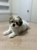 Rosie, a female Shih Tzu for sale in Queens, NY – 2 of 7