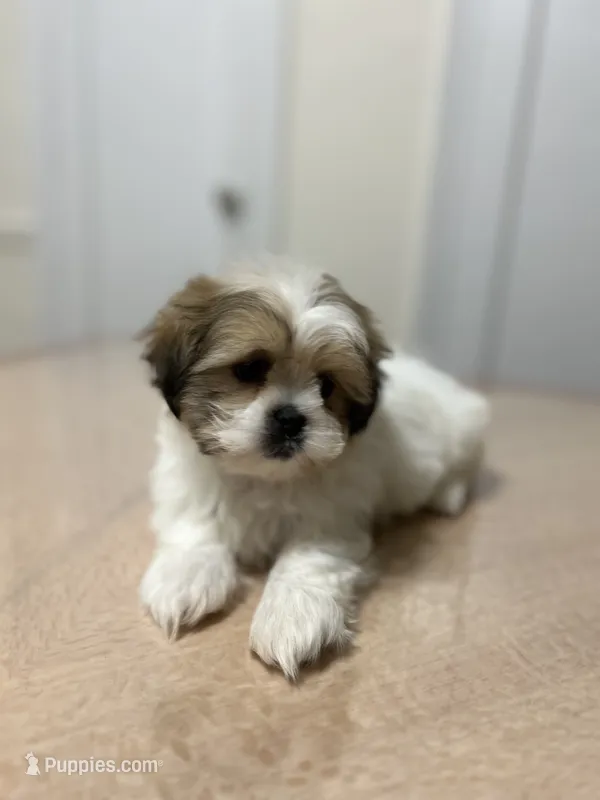 Rosie – Shih Tzu puppy for sale in Queens, NY