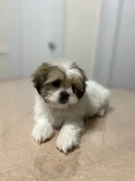 Rosie, a female Shih Tzu for sale in Queens, NY – 1 of 7