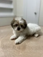 Rosie, a female Shih Tzu for sale in Queens, NY – 3 of 7