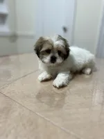 Rosie, a female Shih Tzu for sale in Queens, NY – 6 of 7
