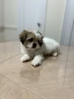 Rosie, a female Shih Tzu for sale in Queens, NY – 7 of 7