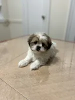 Rosie, a female Shih Tzu for sale in Queens, NY – 5 of 7