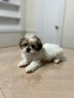 Rosie, a female Shih Tzu for sale in Queens, NY – 4 of 7