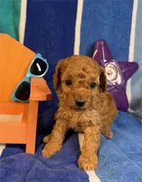 June, a female Poodle - Toy  for sale in Queens, NY – 3 of 3