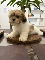Roxie, a female Shih Tzu for sale in Queens, NY – 4 of 5