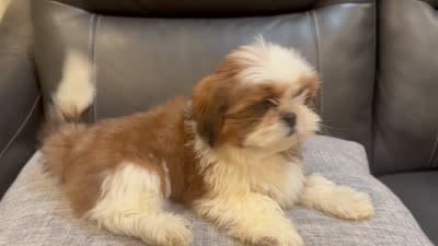 Julie, a female Shih Tzu for sale in Queens, NY – 3 of 3