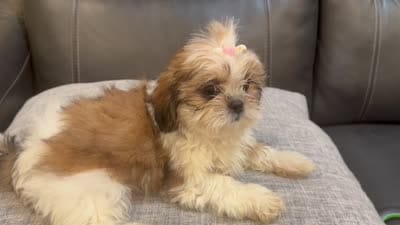 Liz, a female Shih Tzu for sale in Queens, NY – 4 of 4