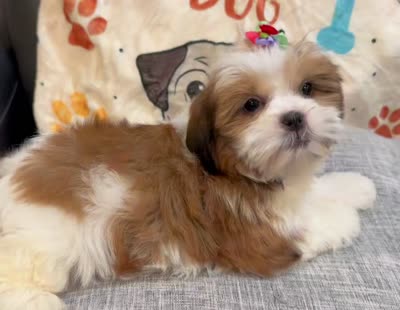 Jun, a female Shih Tzu for sale in Queens, NY – 3 of 3