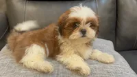 Julie, a female Shih Tzu for sale in Queens, NY – 2 of 3