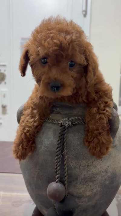 April, a female Poodle - Toy  for sale in Queens, NY – 2 of 2