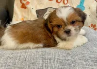 Milo, a male Shih Tzu for sale in Queens, NY – 2 of 3