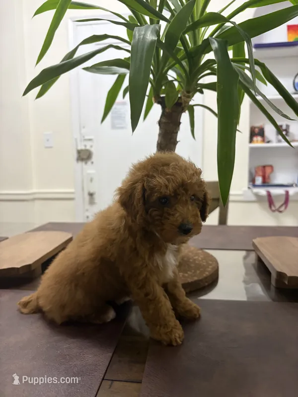 September – Poodle - Toy  puppy for sale in Queens, NY