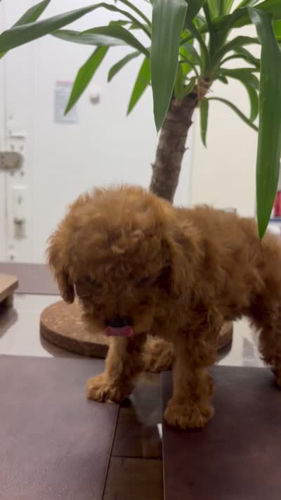 Lena, a female Poodle - Toy  for sale in Queens, NY – 4 of 4