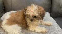 Liz, a female Shih Tzu for sale in Queens, NY – 2 of 4