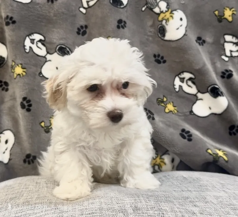 June, a female Maltipoo for sale in Queens, NY – 1 of 2