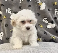 June, a female Maltipoo for sale in Queens, NY – 1 of 2