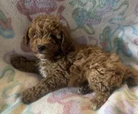 Summer, a female Poodle - Toy  for sale in Queens, NY – 3 of 4