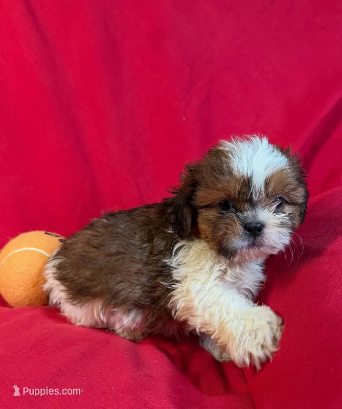 Chris – Shih Tzu puppy for sale in Queens, NY
