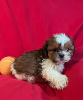 Chris, a male Shih Tzu for sale in Queens, NY – 1 of 1