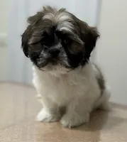 Jax, a male Shih Tzu for sale in Queens, NY – 1 of 8