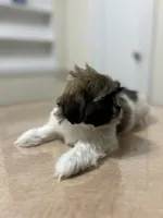 Jax, a male Shih Tzu for sale in Queens, NY – 8 of 8