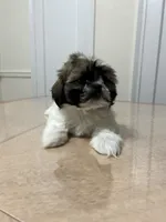 Jax, a male Shih Tzu for sale in Queens, NY – 2 of 8