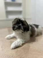 Jax, a male Shih Tzu for sale in Queens, NY – 3 of 8