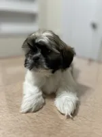Jax, a male Shih Tzu for sale in Queens, NY – 6 of 8