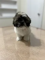 Jax, a male Shih Tzu for sale in Queens, NY – 5 of 8