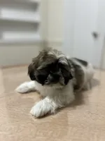 Jax, a male Shih Tzu for sale in Queens, NY – 7 of 8