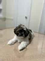Jax, a male Shih Tzu for sale in Queens, NY – 4 of 8