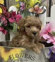 Summer, a female Poodle - Toy  for sale in Queens, NY – 4 of 4