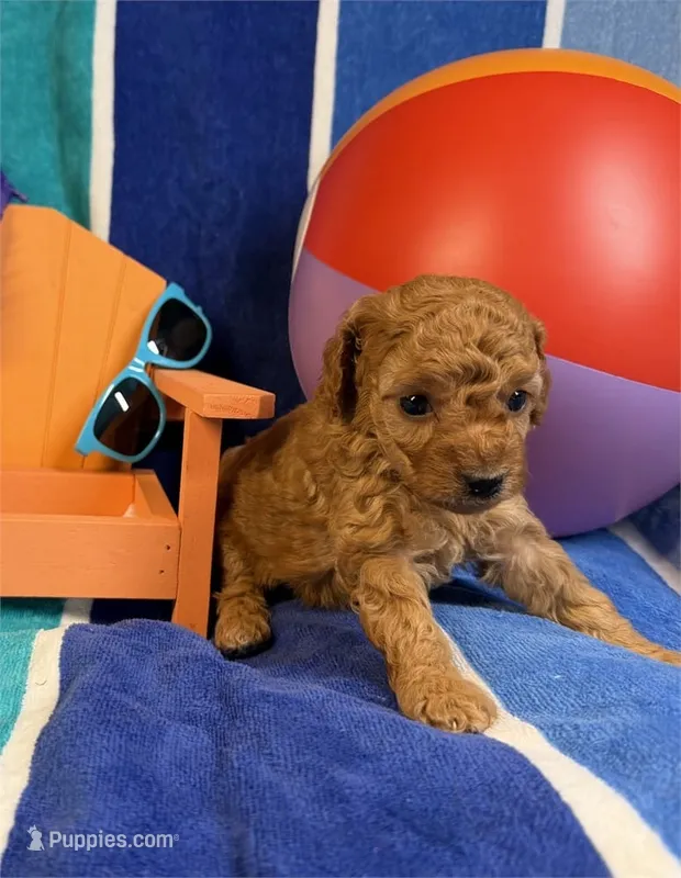 June – Poodle - Toy  puppy for sale in Queens, NY