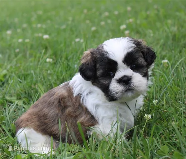 Hanna – Shih Tzu puppy for sale in Queens, NY