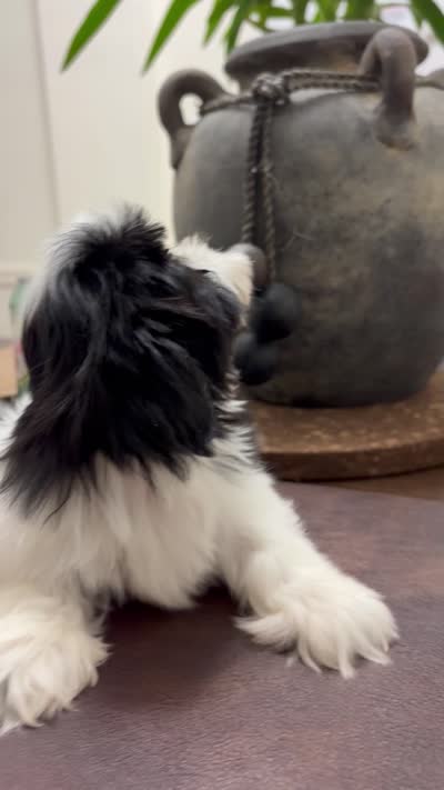 Summer, a female Shih Tzu for sale in Queens, NY – 3 of 3