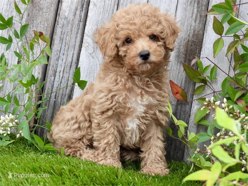 Kay, a male Poodle - Toy  for sale in Queens, NY – 1 of 2